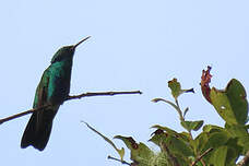 Colibri cyanote