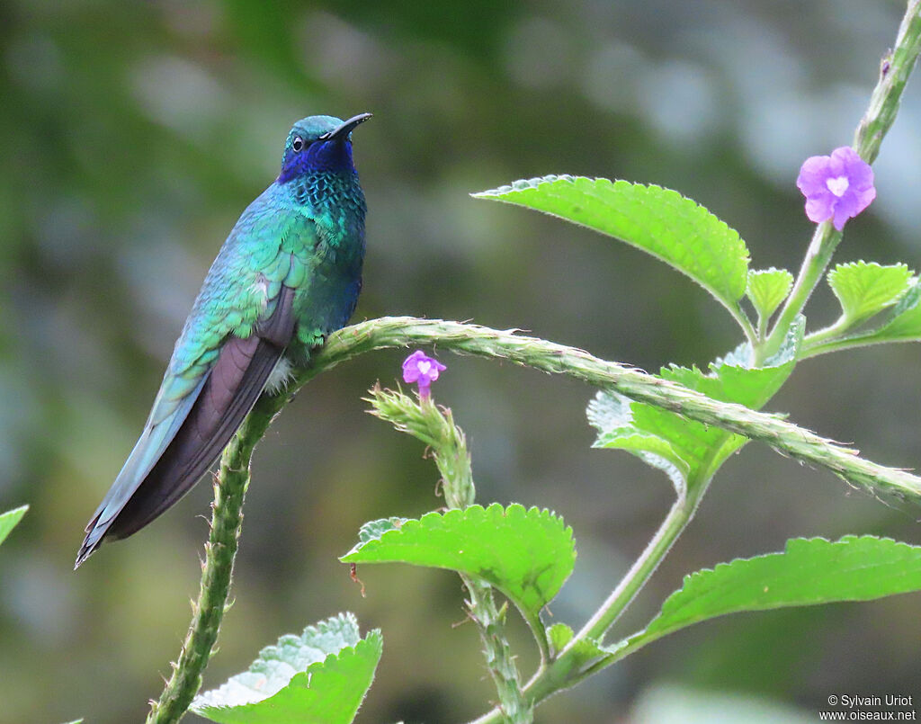 Colibri d'Anaïs adulte