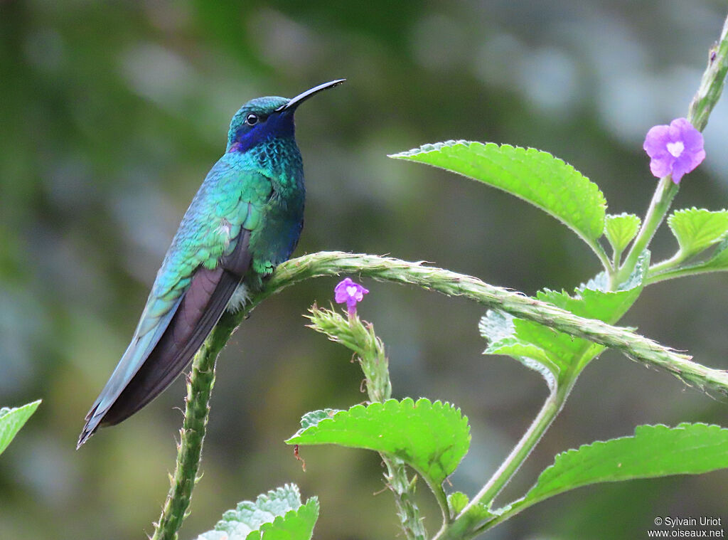 Colibri d'Anaïs adulte