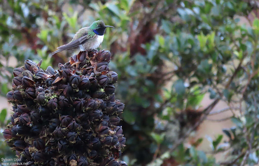 Colibri d'El Oro mâle adulte