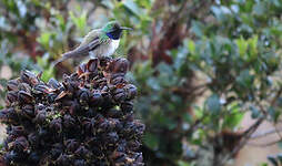 Colibri d'El Oro