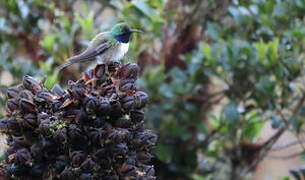 Blue-throated Hillstar