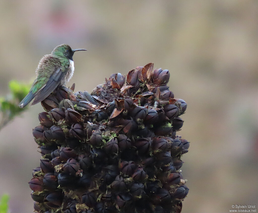 Colibri d'El Oro mâle adulte