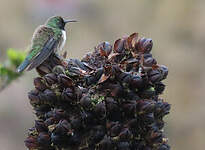 Colibri d'El Oro