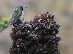 Blue-throated Hillstar