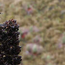 Colibri d'El Oro
