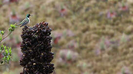 Colibri d'El Oro