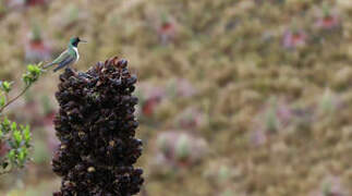 Blue-throated Hillstar