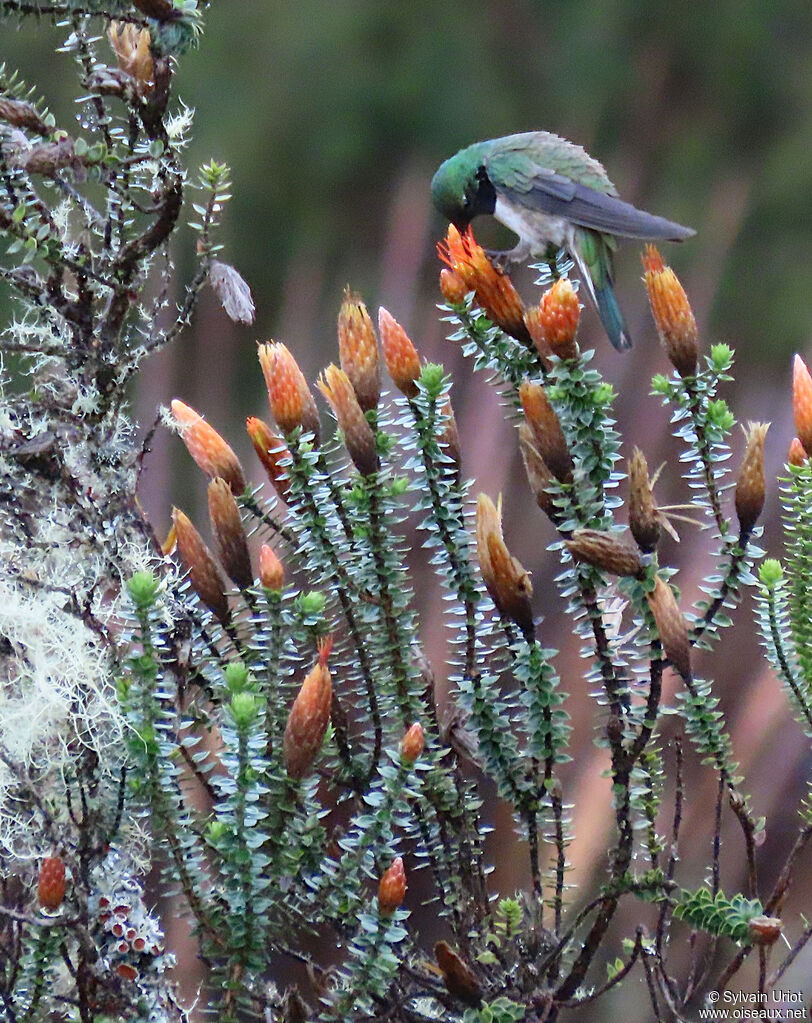 Colibri d'El Oro mâle adulte