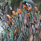 Colibri d'El Oro