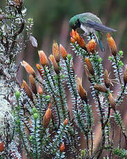 Colibri d'El Oro