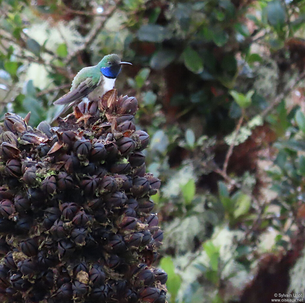 Blue-throated Hillstar male adult