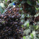 Colibri d'El Oro