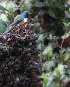 Blue-throated Hillstar