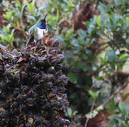 Blue-throated Hillstar