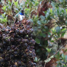 Colibri d'El Oro