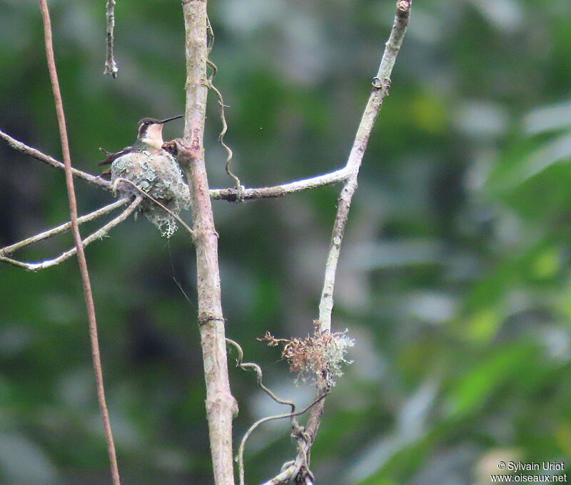 Colibri de Berlepsch femelle