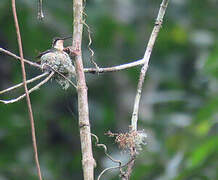 Colibri de Berlepsch