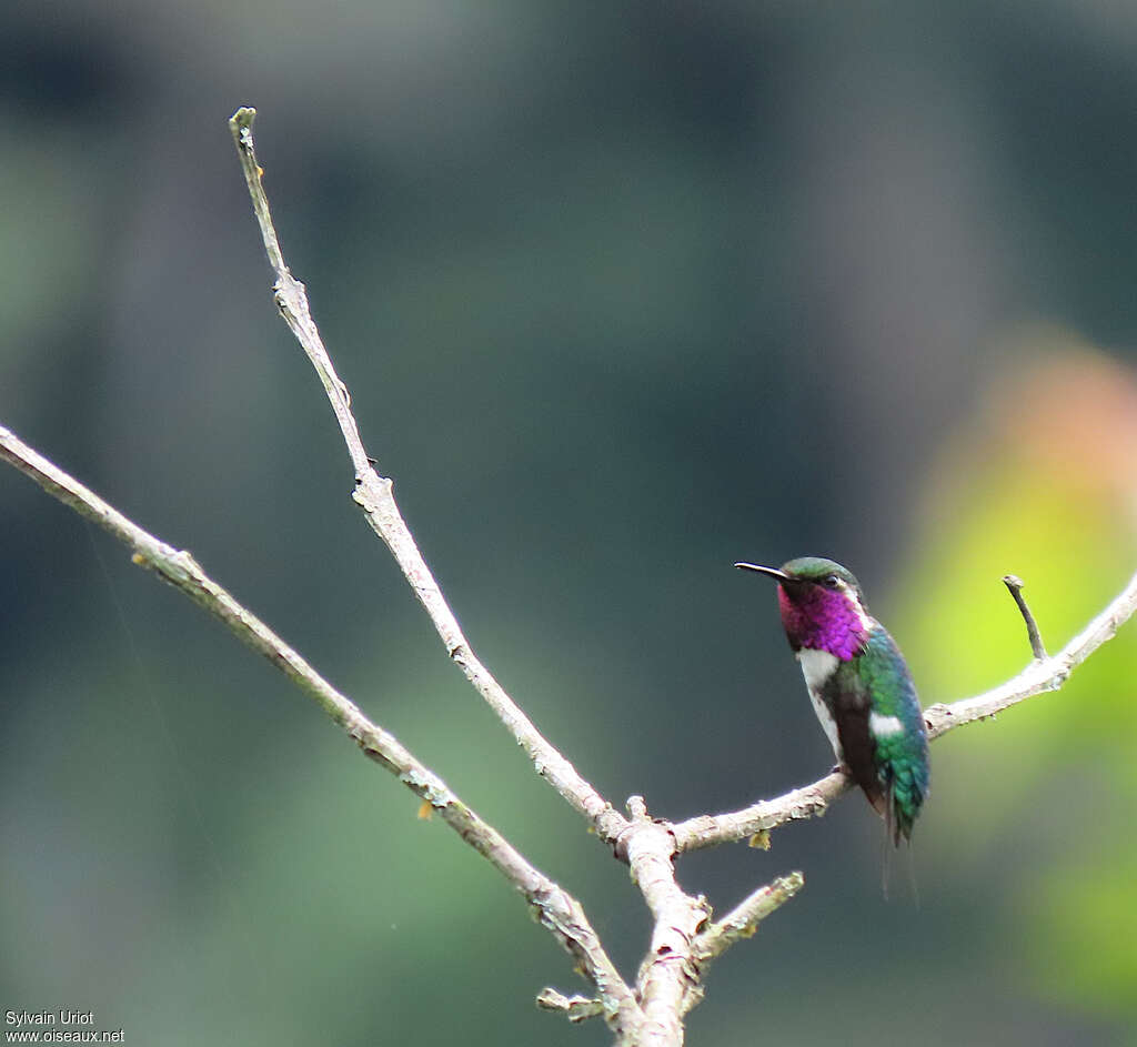 Colibri de Berlepsch mâle adulte