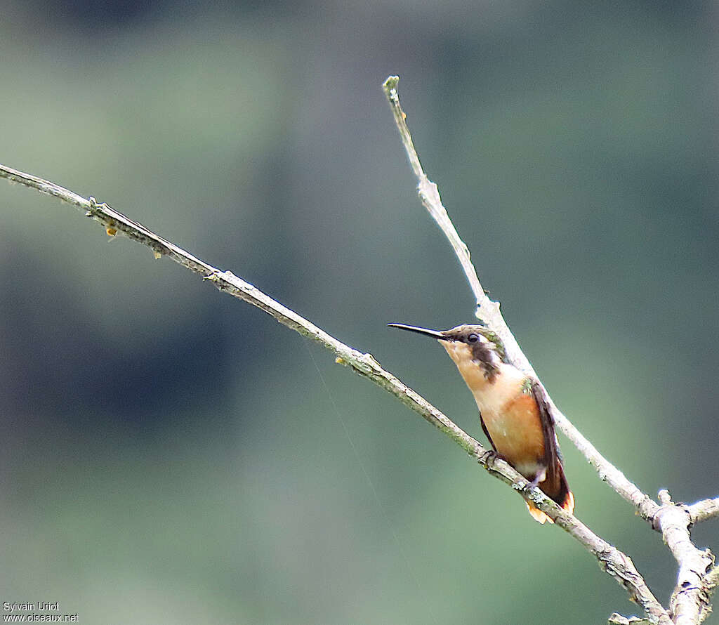 Colibri de Berlepsch femelle adulte