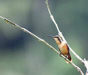 Colibri de Berlepsch