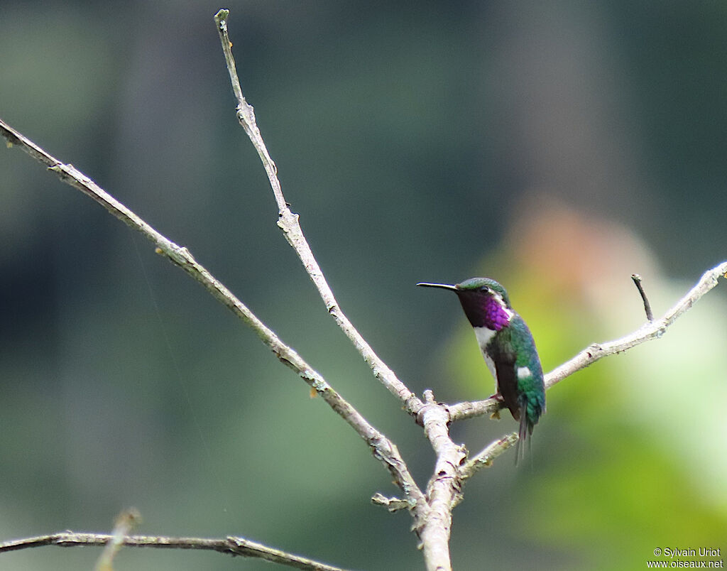 Colibri de Berlepschadulte