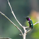 Colibri de Berlepsch