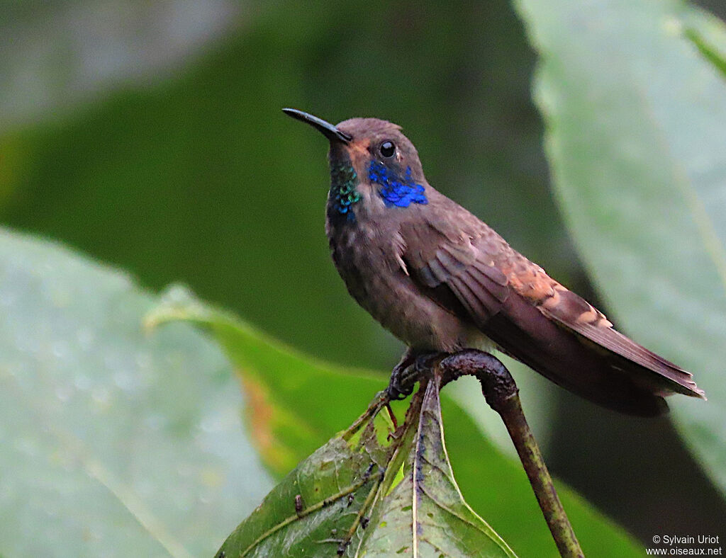 Colibri de Delphineadulte