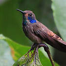 Colibri de Delphine