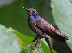 Brown Violetear