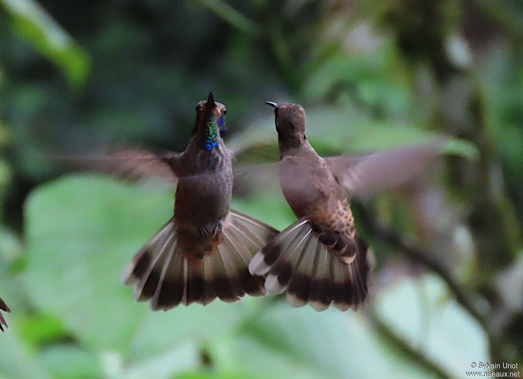 Brown Violetearadult