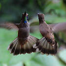 Colibri de Delphine