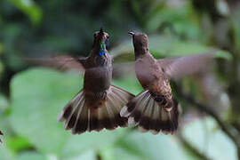 Brown Violetear