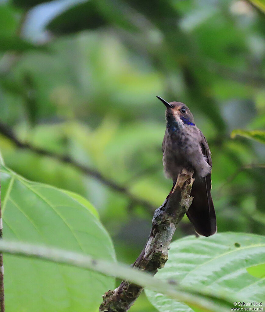 Brown Violetear