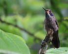 Colibri de Delphine