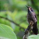 Colibri de Delphine