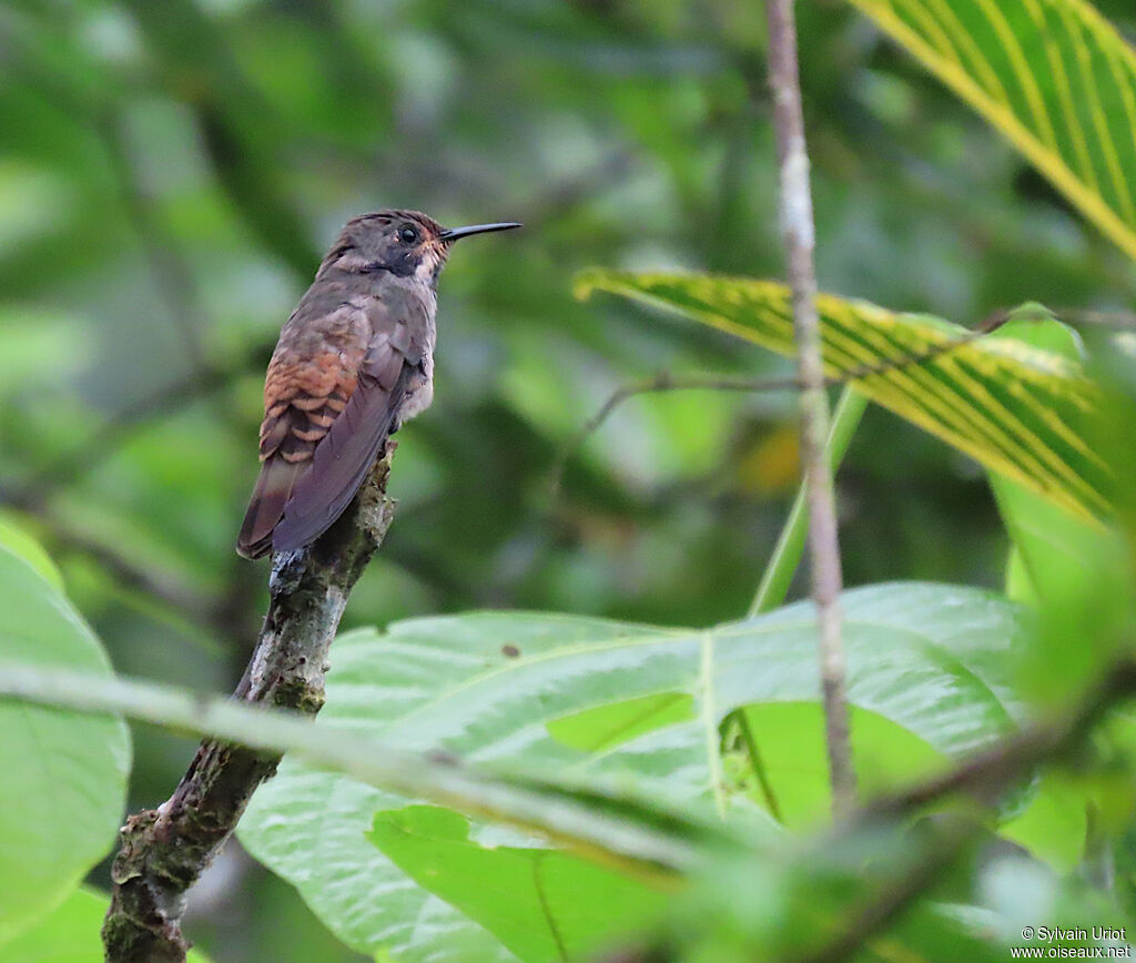 Brown Violetear