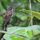 Colibri de Delphine