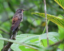 Brown Violetear