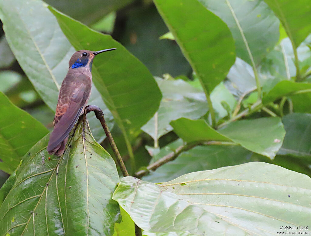 Colibri de Delphine