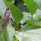 Colibri de Delphine
