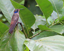 Brown Violetear