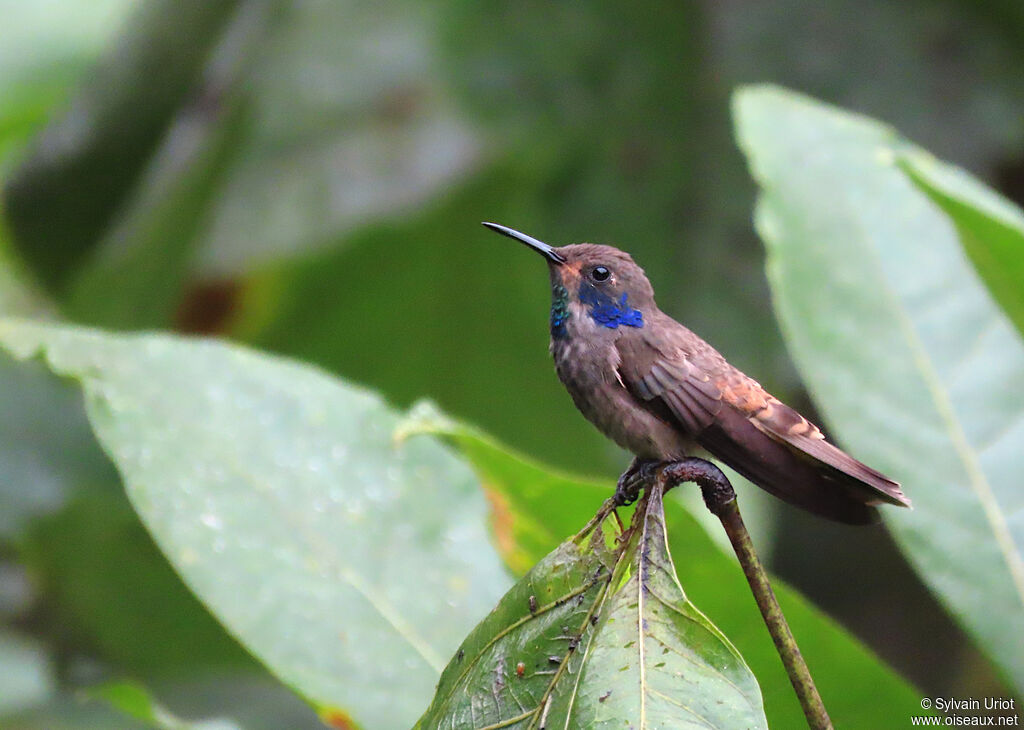 Brown Violetear