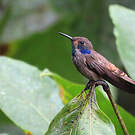 Colibri de Delphine