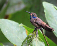 Colibri de Delphine