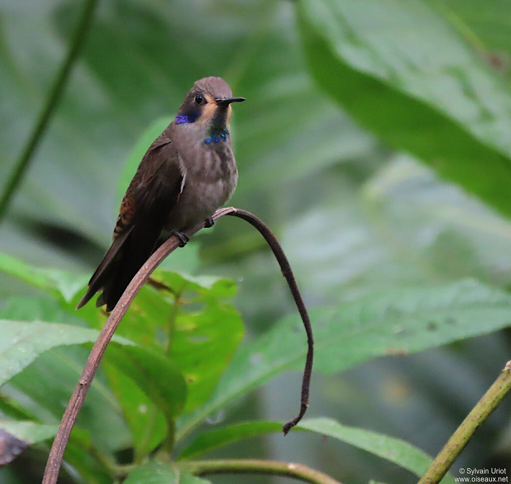 Colibri de Delphine