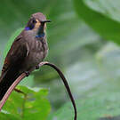 Colibri de Delphine