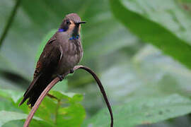 Brown Violetear