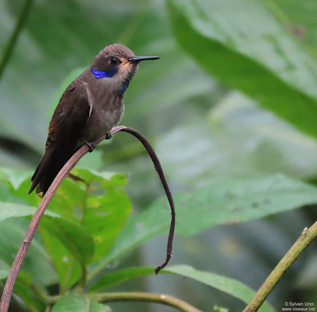 Colibri de Delphine