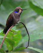 Brown Violetear